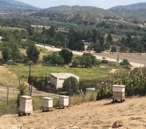 Apiary at Paramount nursery